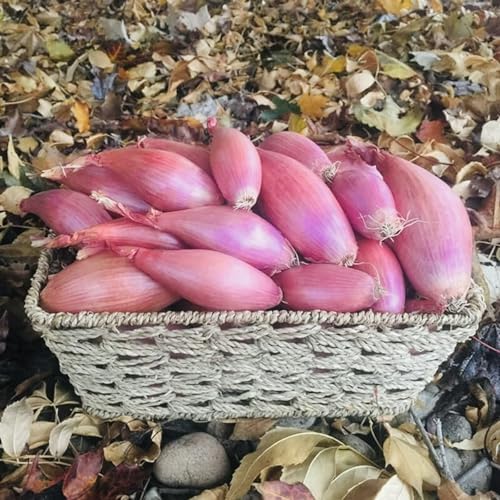 Snow Hill Himalayan Fresh Organic Shallots Onions 1 Pound - Product of Mt. Everest Country, Nepal – Delivery Within 2-4 days All Over USA