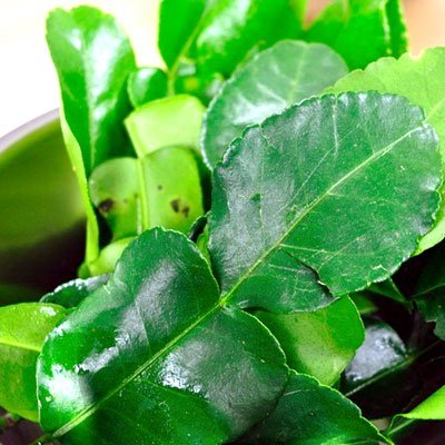 Fresh Kaffir Lime Leaves (Thai Lime Leaves) 2 Oz. ใบมะกรูด