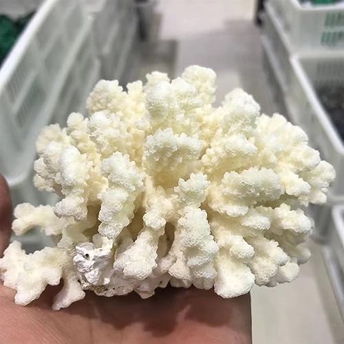 KatLin White Coral Crystal Energy Ornament Natural Beauty Home Ornaments (Size : 22-25cm)