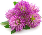 Red Clover Tops - Trifolium pratense Dried Whole Leaf/Flower by Nature Tea (1 oz)