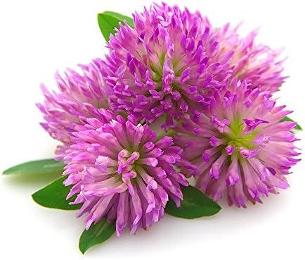 Red Clover Tops - Trifolium pratense Dried Whole Leaf/Flower by Nature Tea (1 oz)