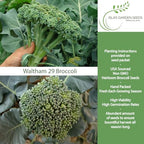 Waltham 29 Broccoli Seeds (Brassica oleracea) – 300+ Heirloom Non-GMO Seeds by Isla’s Garden Seeds, Classic Cool-Season Variety, Large Central Heads with Side Shoots, Productive Backyard Harvest Crop