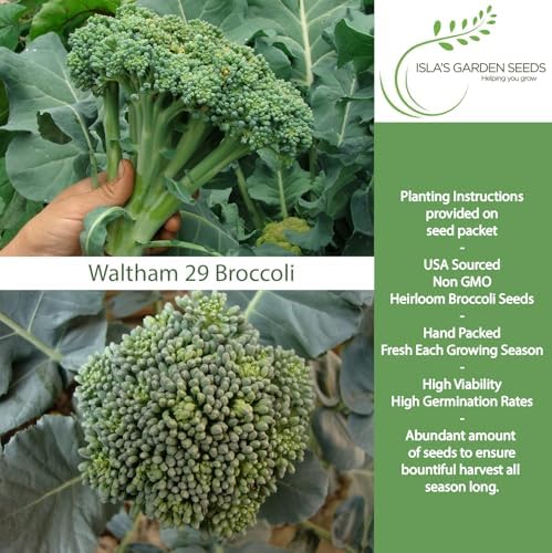 Waltham 29 Broccoli Seeds (Brassica oleracea) – 300+ Heirloom Non-GMO Seeds by Isla’s Garden Seeds, Classic Cool-Season Variety, Large Central Heads with Side Shoots, Productive Backyard Harvest Crop