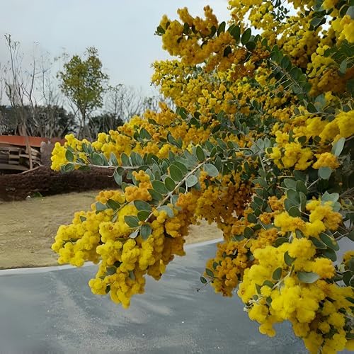 5pcs Acacia Dealbata (Golden Mimosa) Seeds – High-Germination Non-GMO Flowering Tree – Drought-Tolerant, Easy-Grow Garden Plant