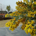 5pcs Acacia Dealbata (Golden Mimosa) Seeds – High-Germination Non-GMO Flowering Tree – Drought-Tolerant, Easy-Grow Garden Plant