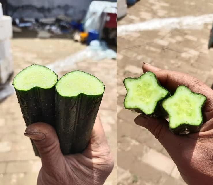 Star and Heart Shaped Cucumber Mold Kit For Growing Cucumber 2 pieces Total (one each)