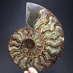 Natural Beautiful Ammonite Fossil Conch Specimen Collectibles Home Decor Gifts Ornament