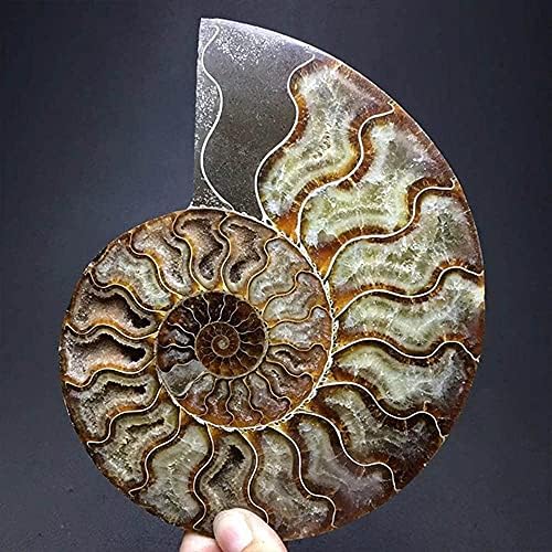 Natural Beautiful Ammonite Fossil Conch Specimen Collectibles Home Decor Gifts Ornament