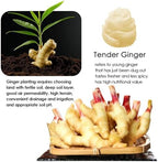 YUHO Pickled Sushi Ginger, Japanese White Gari Sushi Ginger Fat Free, Sugar Free, Kosher, BRC, No MSG, Low cal 12 oz