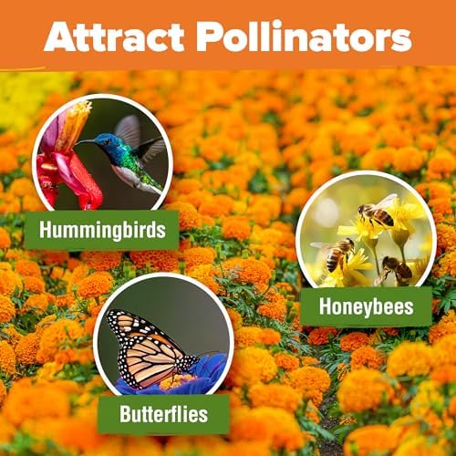 HOME GROWN Crackerjack Marigold Seeds | 4 oz / 35,000 Flower Seeds Planting Outdoor | Large Bulk Pack | High Germination, Wildflower Seed | Companion Planting