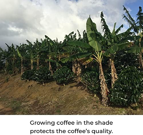 Kilo Coffee with Adaptogenic Mushrooms, Whole Fruiting Body: Lions Mane, Chaga, Reishi, Cordyceps. Single Origin from Puerto Rico. Medium Roast Arabica, Low Acid. 2.2lbs