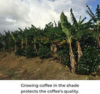 Kilo Coffee with Adaptogenic Mushrooms, Whole Fruiting Body: Lions Mane, Chaga, Reishi, Cordyceps. Single Origin from Puerto Rico. Medium Roast Arabica, Low Acid. 2.2lbs