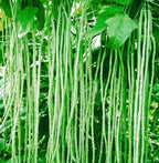 30+ Seeds Snake Oriental Yard Long Pole Bean Seed for Planting Green Noodle Beans Heirloom Non-GMO Vegetable Seeds