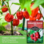 Red Habanero Pepper Seeds for Planting – Extra Hot Red Caribbean Heirloom Chili with Fruity, Tropical Flavor – Non-GMO Open-Pollinated Variety – Survival Garden Seeds (1 Pack)