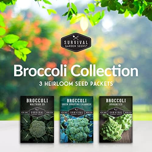 Broccoli Seeds for Planting – 3 Variety Pack – Calabrese, Romanesco, Waltham 29 Heirloom Non-GMO Broccoli Varieties | Cool-Weather Crop for Fall & Spring Gardens – Survival Garden Seeds