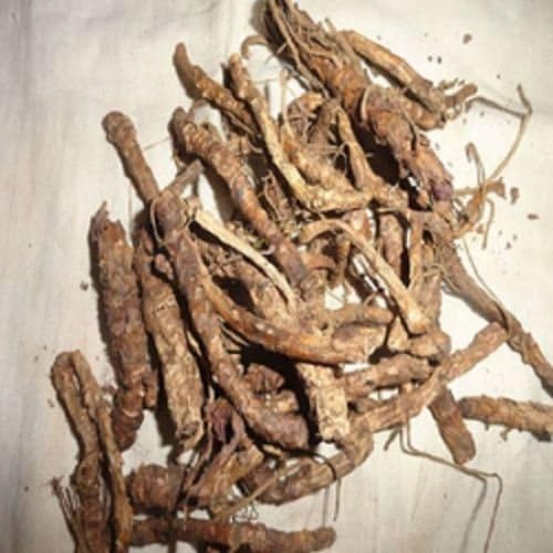 250 GMS KUTKI Root Picrorhiza Kurroa Ayurveda Whole