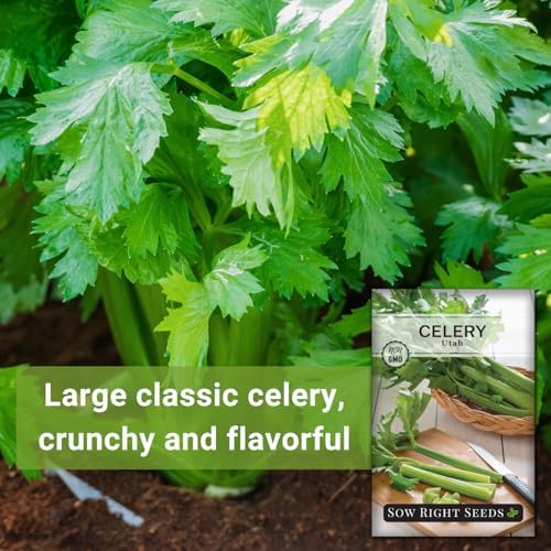 Sow Right Seeds - Tall Utah Celery Seeds for Planting - Non-GMO Heirloom Packet with Instructions to Plant and Grow an Outdoor Home Vegetable Garden - Green Stalk Celeriac for Cooking or Juicing (1)