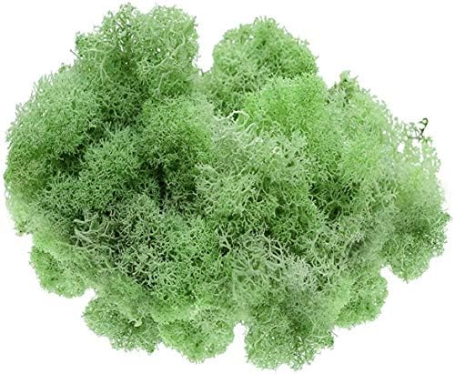 Preserved Reindeer Moss - 2 oz- Bag (Mint)