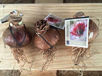 2 Stardust Amaryllis Bulb, Holiday Bulk Bonus Buy!! Large 28-34cm Size. Great for Winter Forcing! Unique Gift for the Gardening Lover in Your Life!