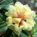 Aromatics International Premium Organic Rhododendron Essential Oil 18ml | 100% Pure Essential Oil for Diffusion & Aromatherapy