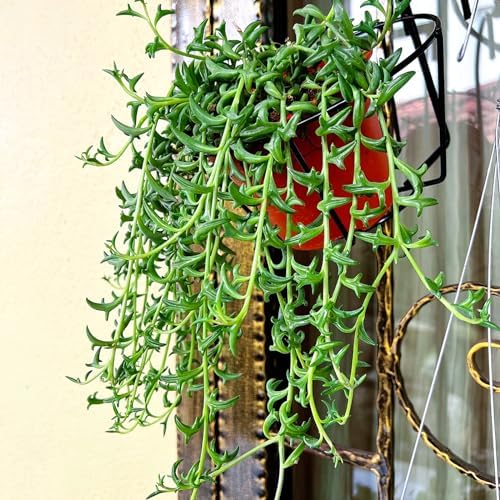 Sprout N Green String of Dolphins, Live Succulent Plant Fully Rooted in 4" Pot with Soil, Trailing Houseplant for Home Office Wedding Hanging Decor DIY Projects Party Favor, Keep Away from Pets