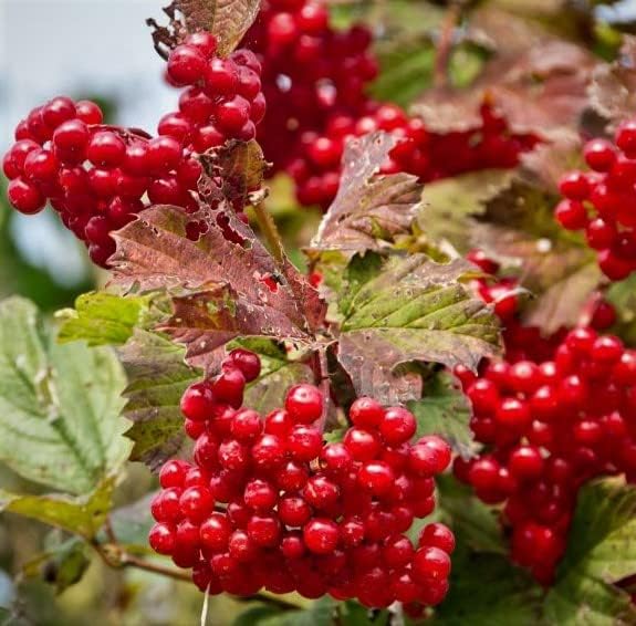 Highbush Cranberry 1-2 Year Old Potted Plant
