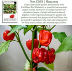 Caribbean Red Habañero Hot Pepper Seeds, 25 Heirloom Seeds Per Packet, Non GMO Seeds, Botanical Name: Capsicum chinense, Isla's Garden Seeds