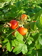 Rosa rugosa (Rugosa Rose) Rose, pink flowers, #2 - Size Container