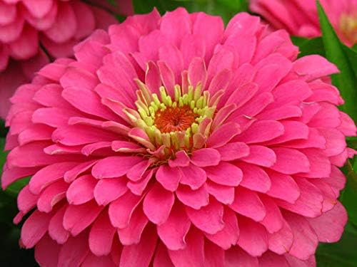 Generic Fresh 50 Pcs Dahlia Flower Seeds for Planting Pink 3