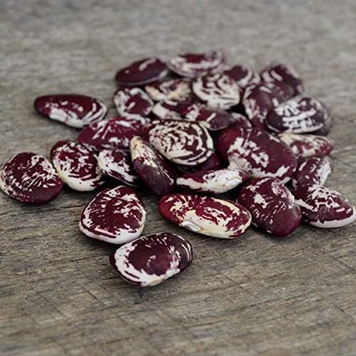 Christmas Speckled Lima Bean - 25 Seeds - Heirloom Butterbean Variety, USA-Grown, Non-GMO Butter Bean Seeds for Planting Outdoors in The Home Garden, Thresh Seed Company