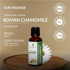 Roman Chamomile Oil (Anthemis Nobilis Syn Chamaemelum Nobile) Essential Oil 100% Pure Natural Undiluted Uncut Therapeutic Grade Oil 33.81 Fl.OZ