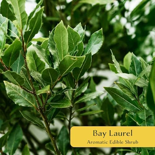 1 Bay Laurel (Laurus nobilis) – Aromatic Edible Evergreen Tree or Shrub for Hedges & Culinary Use | 3.5” Nursery Cubes, Ready-to-Plant Live Starter Plants