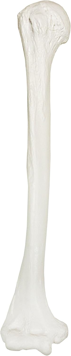 Axis Scientific Humerus Bone Model | Right | Cast from a Real Human Humerus Bone l Upper Arm Bone Model Has Realistic Texture and Important Bony Landmarks | Includes Product Manual, Cauldron Bones