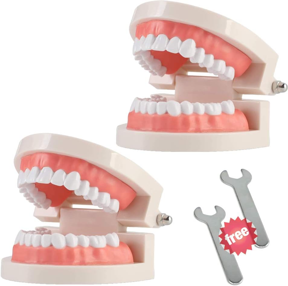 2 Pack Standard Teeth Model Adult Standard Typodont Demonstration Denture Model for Kids Dental Teaching, Clean Display, Education, Study (No Wisdom Teeth)(with 2 Fixed Wrench)