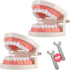 2 Pack Standard Teeth Model Adult Standard Typodont Demonstration Denture Model for Kids Dental Teaching, Clean Display, Education, Study (No Wisdom Teeth)(with 2 Fixed Wrench)