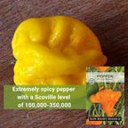 Sow Right Seeds - Scotch Bonnet Pepper Seeds for Planting - Hot Non-GMO Heirloom Pepper Variety - Ideal Chili Pepper Seeds for Spicy Harvest - High Scoville Rating - Ideal for Jamaican Cooking (1)