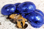 Lang’s Chocolates – Dark Chocolate Easter Eggs – Caramel Filled – 6 Pieces – Rich & Creamy – Perfect for Easter Baskets – Belgium Chocolate – Handcrafted – Gluten Free – Easter Candy – Kosher