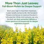 Mullein Drops for Lungs, 120 Servings - Mullein Leaf with 7 Herbs Echinacea, Oregano, Ginger, Elderberry, Marshmallow Root & Thyme - Lung Detox for Smokers - Respiratory, Immune & Lymphatic Drainage