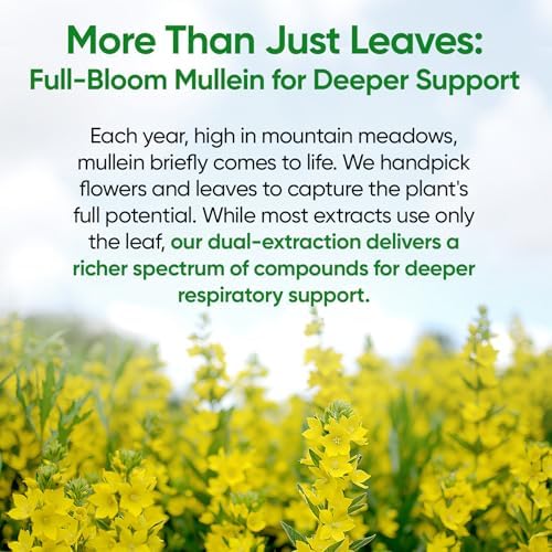 Mullein Drops for Lungs, 120 Servings - Mullein Leaf with 7 Herbs Echinacea, Oregano, Ginger, Elderberry, Marshmallow Root & Thyme - Lung Detox for Smokers - Respiratory, Immune & Lymphatic Drainage