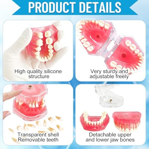Standard Study Teaching Dental Model with All Removable Teeth - Soft Silicone Gel Gum and Bendable Teeth Typodonts for Students and Professionals - Ideal for Dental Education and Demonstrations