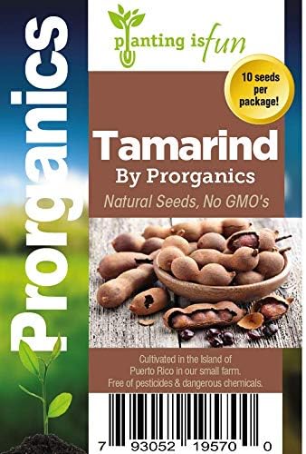10 Rare Natural Sweet Tamarind Seeds from Puerto Rico