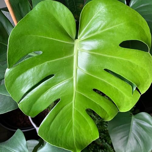 Generic 3 Monstera Deliciosa Swiss Cheese Plant Seeds, Green