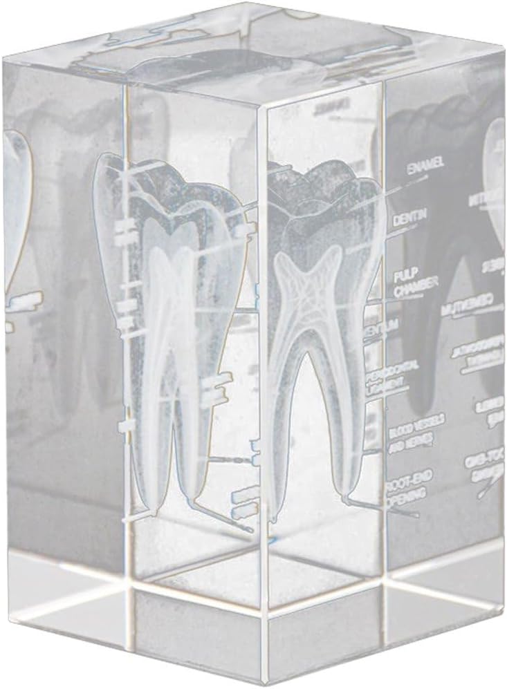3D Crystal Human Tooth Model - Cubic Etched Anatomical Tooth Model for Home and Office Decoration Dentists Gifts