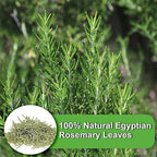 FullChea - Rosemary Tea Bags, 36 Teabags, 1.5g/bag - Premium Dried Rosemary Leaves - Cultivated From Egypt - Non-GMO - Caffeine-free - Distinct Flavor & Support Digestion