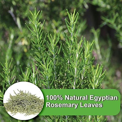FullChea - Rosemary Tea Bags, 36 Teabags, 1.5g/bag - Premium Dried Rosemary Leaves - Cultivated From Egypt - Non-GMO - Caffeine-free - Distinct Flavor & Support Digestion