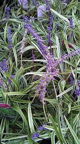 Liriope muscari 'Variegata' (Variegated Lilyturf) Perennial, varigated foliage with lavender flowers, 1 - Size Container