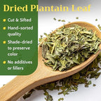 Dried Plantain Leaf Herb for Tea - Plantago Major Leaves - Hojas de Llanten Hierba - Cut & Sifted Natural Broadleaf Plantain Herbs, Bulk 1lb (16oz)