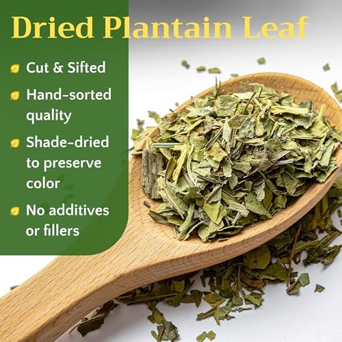 Dried Plantain Leaf Herb for Tea - Plantago Major Leaves - Hojas de Llanten Hierba - Cut & Sifted Natural Broadleaf Plantain Herbs, Bulk 2lb (32oz)