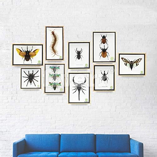 Cicada Speciosa insect taxidermy in wood box framed