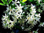 Rare Scented Jasmine Flower Easy to Grow 5g Seeds